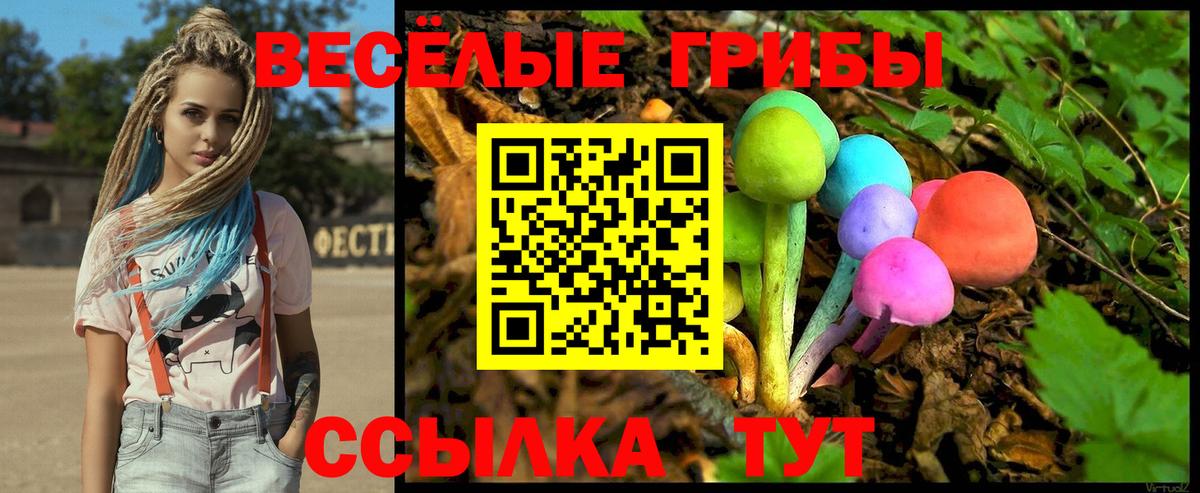Галлюциногенные грибы Psilocybe Карачаевск